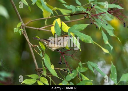 Garden Warbler (Sylvia borin), Weibliche essen Holunderbeeren, Seitenansicht, Deutschland, Bayern Stockfoto