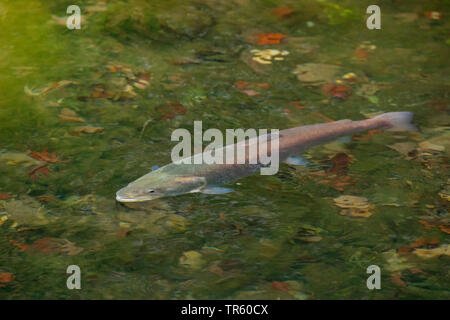 Huchen, Huchen (Hucho Hucho), Schwimmen im offenen Wasser, Seitenansicht, Deutschland, Bayern Stockfoto