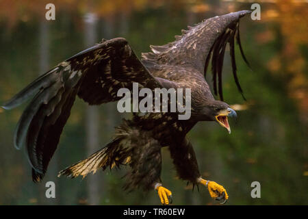 Seeadler Seeadler (Haliaeetus albicilla), im Ansatz, Seitenansicht, Tschechischen Republik, Hlinsko Stockfoto