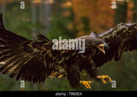Seeadler Seeadler (Haliaeetus albicilla), im Ansatz, Seitenansicht, Tschechischen Republik, Hlinsko Stockfoto
