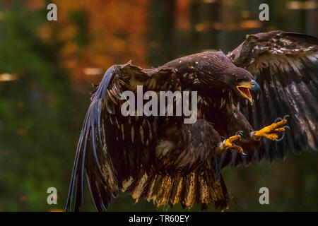 Seeadler Seeadler (Haliaeetus albicilla), im Ansatz, Seitenansicht, Tschechischen Republik, Hlinsko Stockfoto