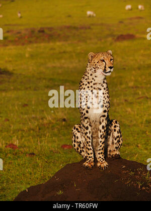 Gepard (Acinonyx jubatus), auf einem Haufen Erde, Kenia, Masai Mara National Park Stockfoto