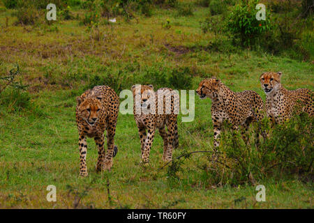 Gepard (Acinonyx jubatus), vier Geparden gemeinsam zu Fuß in einer Wiese, Kenia, Masai Mara National Park Stockfoto