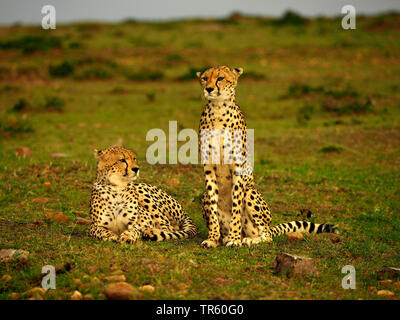 Gepard (Acinonyx jubatus), zwei Geparden in einer Wiese, Kenia, Masai Mara National Park Stockfoto