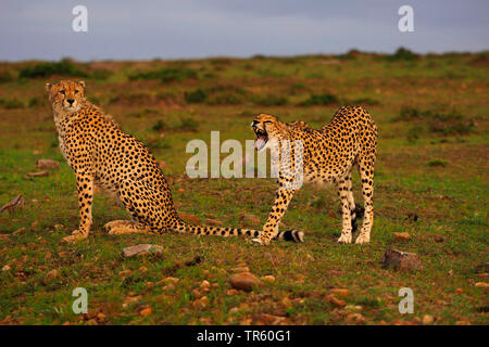 Gepard (Acinonyx jubatus), zwei Geparden in einer Wiese, Kenia, Masai Mara National Park Stockfoto