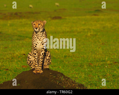 Gepard (Acinonyx jubatus), sitzend auf einem Haufen Erde, Vorderansicht, Kenia, Masai Mara National Park Stockfoto