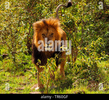 Löwe (Panthera leo), männliche Löwe stand der Strauch, Vorderansicht, Kenia, Masai Mara National Park Stockfoto