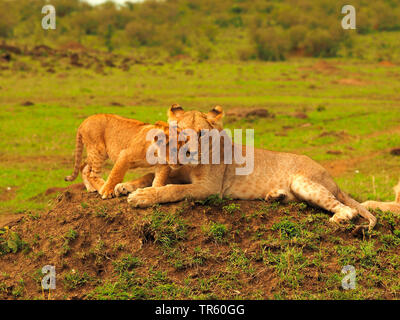 Löwe (Panthera leo), löwin Kuscheln mit Lion Cub auf einem Erdhügel, Kenia, Masai Mara National Park Stockfoto