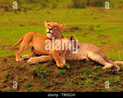 Löwe (Panthera leo), löwin Kuscheln mit Lion Cub auf einem Erdhügel, Kenia, Masai Mara National Park Stockfoto