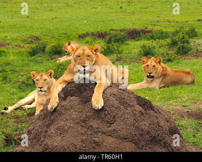 Löwe (Panthera leo), jungen Löwen liegen auf einem Erdhügel, Kenia, Masai Mara National Park Stockfoto