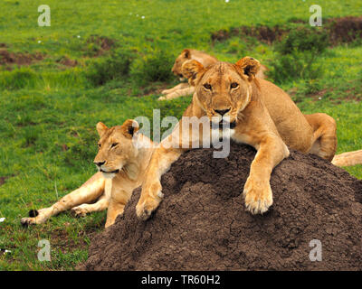 Löwe (Panthera leo), jungen Löwen liegen auf einem Erdhügel, Kenia, Masai Mara National Park Stockfoto