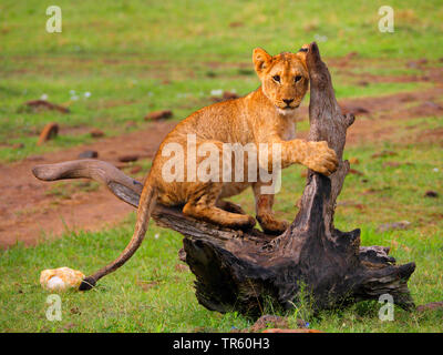 Löwe (Panthera leo), Lion Cub auf einem toten Baum Wurzel, Kenia, Masai Mara National Park Stockfoto