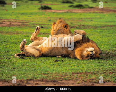 Löwe (Panthera leo), zwei Brüder zusammen in einer Wiese, Kenia, Masai Mara National Park Stockfoto