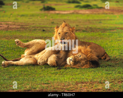 Löwe (Panthera leo), zwei Brüder zusammen in einer Wiese, Kenia, Masai Mara National Park Stockfoto