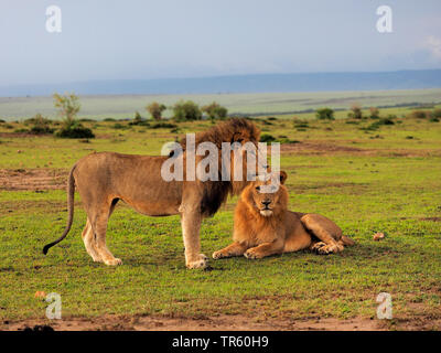 Löwe (Panthera leo), zwei Brüder zusammen in einer Wiese, Kenia, Masai Mara National Park Stockfoto