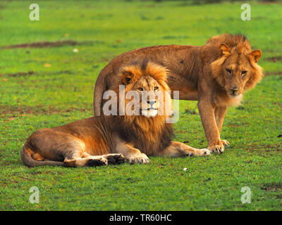 Löwe (Panthera leo), zwei Brüder zusammen in einer Wiese, Kenia, Masai Mara National Park Stockfoto