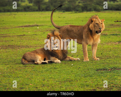 Löwe (Panthera leo), zwei Brüder zusammen in einer Wiese, Kenia, Masai Mara National Park Stockfoto