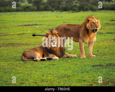 Löwe (Panthera leo), zwei Brüder zusammen in einer Wiese, Kenia, Masai Mara National Park Stockfoto