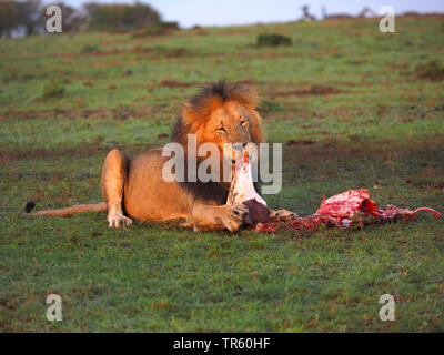 Löwe (Panthera leo), männlicher Löwe leckt am Töten, Kenia, Masai Mara National Park Stockfoto