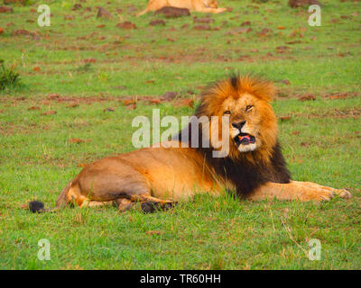 Löwe (Panthera leo), männlicher Löwe in einer Wiese, Kenia, Masai Mara National Park Stockfoto