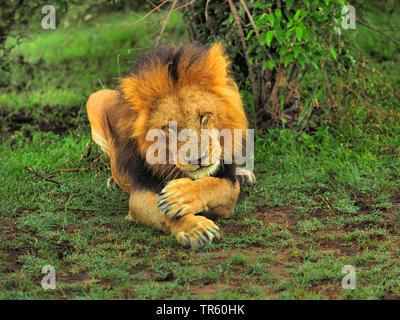 Löwe (Panthera leo), dösen männliche Löwe, Vorderansicht, Kenia, Masai Mara National Park Stockfoto