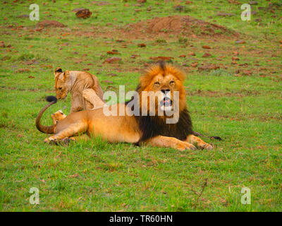 Löwe (Panthera leo), männlicher Löwe ruht mit jungen Tieren auf einer Wiese, Kenia, Masai Mara National Park Stockfoto