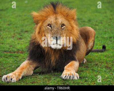 Löwe (Panthera leo), männlicher Löwe in einem maedow, Kenia, Masai Mara National Park Stockfoto