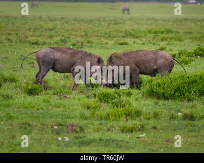 Cape warthog, Somali Warzenschwein, Wüste Warzenschwein (Phacochoerus aethiopicus), zwei junge warzenschwein tuskers Streit in einer Wiese, Seitenansicht, Kenia, Masai Mara National Park Stockfoto