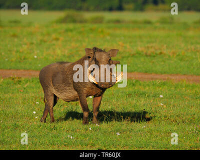 Cape warthog, Somali Warzenschwein, Wüste Warzenschwein (Phacochoerus aethiopicus), auf einer Wiese, Kenia, Masai Mara National Park Stockfoto