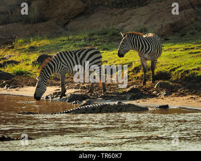 Boehms Zebra, Grant's Zebras (Equus quagga boehmi, Equus quagga granti), zwei Zebras und eine lauernde Krokodil am Wasser, Kenia, Masai Mara National Park Stockfoto