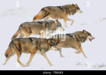 Europäische grauer Wolf (Canis lupus Lupus), vier Wölfe gemeinsam durch den Schnee laufen, Seitenansicht, Deutschland Stockfoto