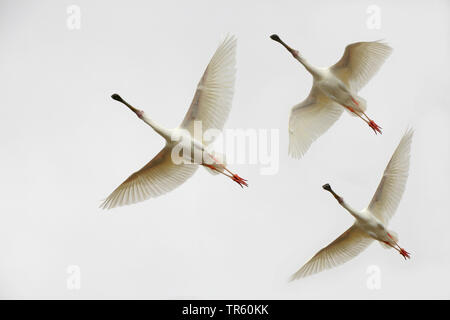 Weißer Löffler (Platalea leucorodia), drei fliegenden weißen Löffler, Flug Silhouette Stockfoto