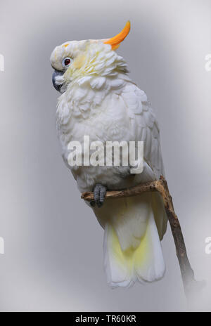 Schwefel - kakadu Crested (Cacatua galerita), sitzt auf einem Ast, Australien Stockfoto