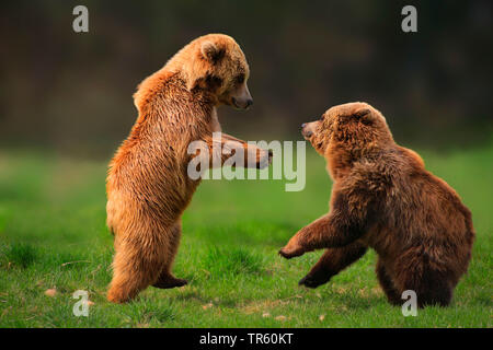 Europäische Braunbär (Ursus arctos arctos), zwei Bärenjunge spielen auf einer Wiese, Seitenansicht, Deutschland Stockfoto