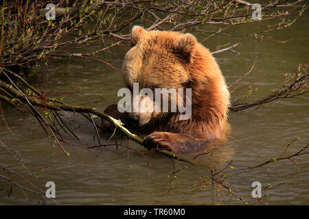 Europäische Braunbär (Ursus arctos arctos), juvenile Bär im Wasser sitzen und knabbert an einem Zweig, Deutschland Stockfoto