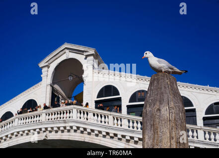 Gull sitzen auf einem Pfosten vor der Rialto Brücke Stockfoto