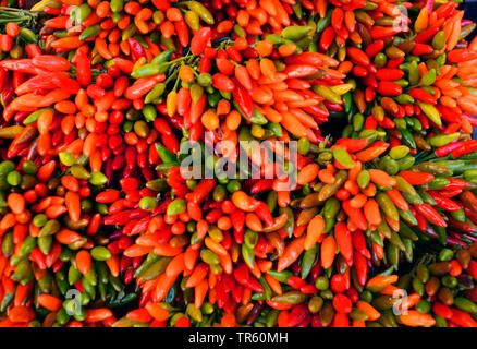 Chili (Capsicum spec. ), Bündel von Chili auf einem Markt, Italien Stockfoto