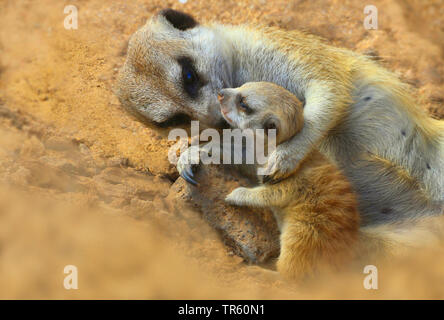 Erdmännchen, schlanke-tailed Erdmännchen (Suricata suricatta), Mutter kuscheln ein junges Tier Stockfoto