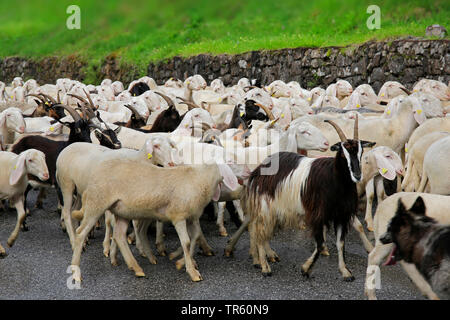 Inländische Schafe (Ovis ammon f. aries), Schafherde mit Ziegen zu Fuß auf einer Straße, Deutschland Stockfoto