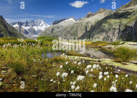 Wollgras (Eriophorum spec.), Baumwolle - Gras am Grimselsee im Herbst, Schweiz, Berner Oberland Stockfoto