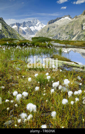 Wollgras (Eriophorum spec.), Baumwolle - Gras am Grimselsee im Herbst, Schweiz, Berner Oberland Stockfoto