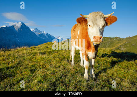 Inländische Rinder (Bos primigenius f. Taurus), Fleckvieh auf einer Alm, Eiger, Mönch und Jungfrau im Hintergrund, Schweiz, Berner Oberland Stockfoto