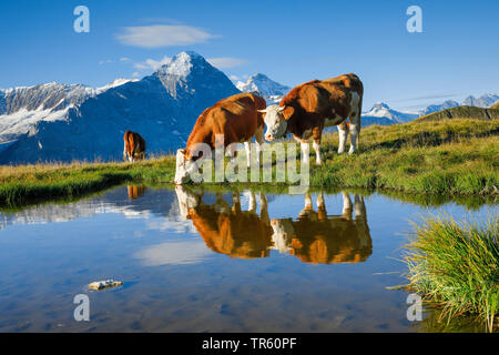 Inländische Rinder (Bos primigenius f. Taurus), Fleckvieh auf der Alm stehen und trinken aus einem Alpinen See, Eiger, Mönch und Jungfrau im Hintergrund, Schweiz, Berner Oberland Stockfoto