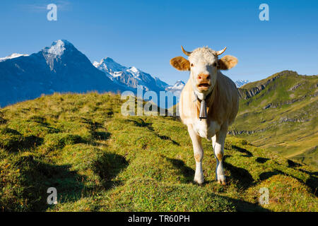 Inländische Rinder (Bos primigenius f. Taurus), Fleckvieh auf einer Alm, Eiger, Mönch und Jungfrau im Hintergrund, Schweiz, Berner Oberland Stockfoto