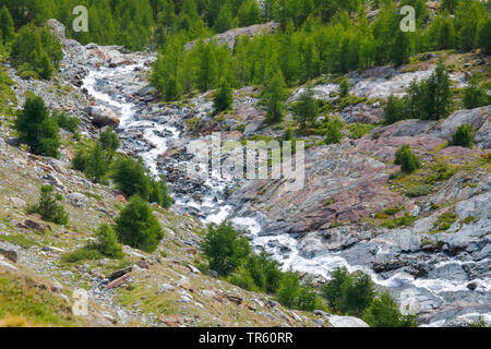 Gemeinsame Lärche, Europäische Lärche (Larix decidua, Larix europaea), glacier Bach Rhonegletscher, Schweiz, Wallis, Oberwallis Stockfoto