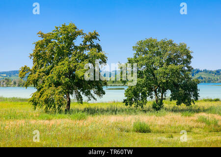 Eiche (Quercus spec.), zwei Bäume am See Zürich, Schweiz, Berner Alpen, Hurden Stockfoto