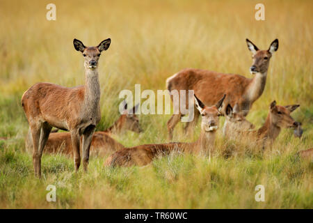 Red Deer (Cervus elaphus), Herde von hinds in einer Wiese, Schweiz Stockfoto