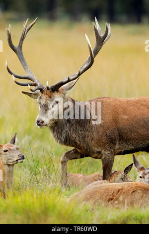 Red Deer (Cervus elaphus), hart ist mit seiner Herde von hinds in einer Wiese, Schweiz Stockfoto