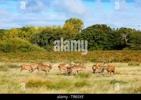 Red Deer (Cervus elaphus), Hart-stehend mit hinds in einer Wiese, Schweiz Stockfoto