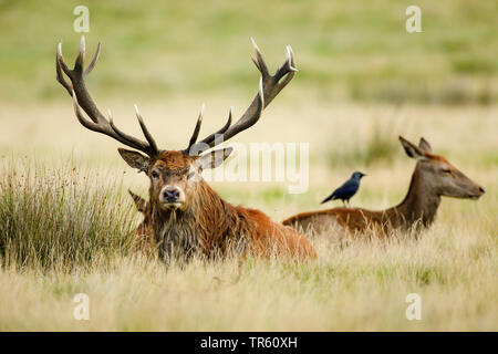 Red Deer (Cervus elaphus), Hart-ruht mit hinds in einer Wiese, Schweiz Stockfoto